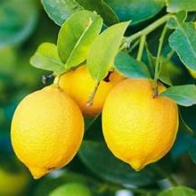 lemon